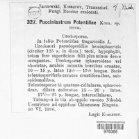 Quasipucciniastrum potentillae image